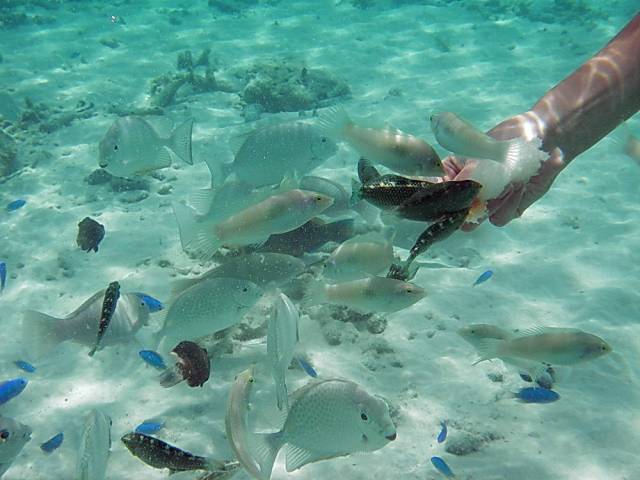 Koh Tao, Underwater World.136, Ко Тао - Подводный мир