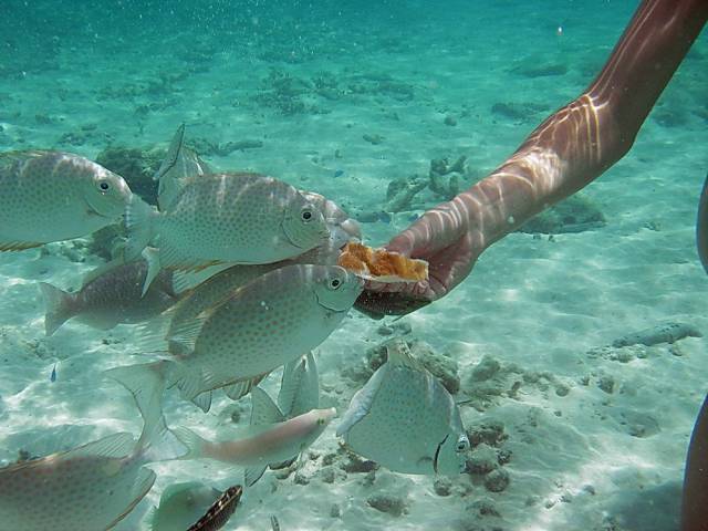 Koh Tao, Underwater World.132, Ко Тао - Подводный мир