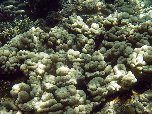 Koh Tao, Underwater World.100, Ко Тао - Подводный мир