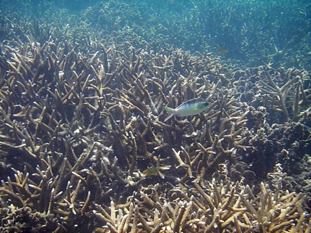 Koh Tao, Underwater World.167, Ко Тао - Подводный мир