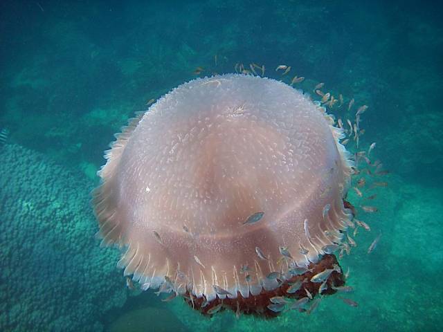 Koh Tao, Underwater World.062, Ко Тао - Подводный мир