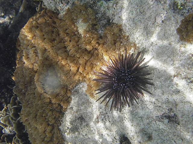 Koh Tao, Underwater World.200, Ко Тао - Подводный мир