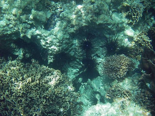 Koh Tao, Underwater World.190, Ко Тао - Подводный мир