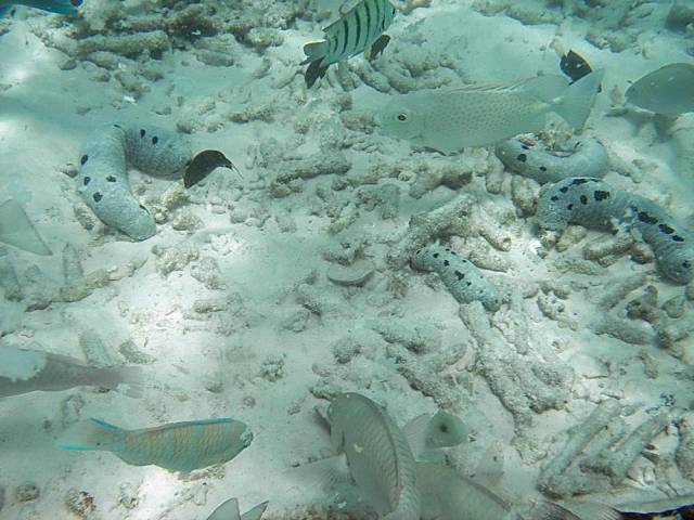 Koh Tao, Underwater World.147, Ко Тао - Подводный мир