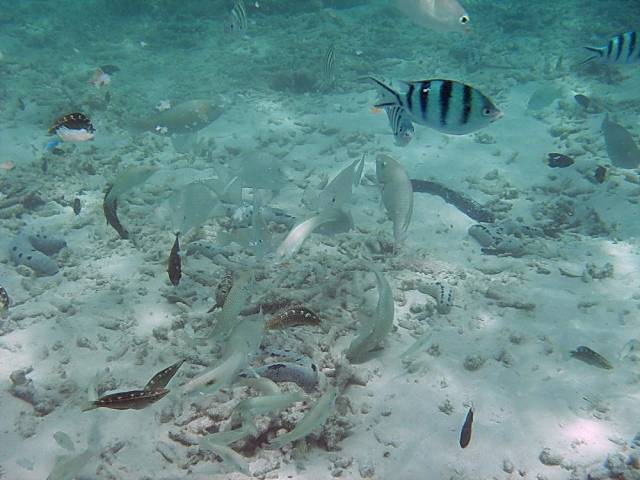 Koh Tao, Underwater World.145, Ко Тао - Подводный мир