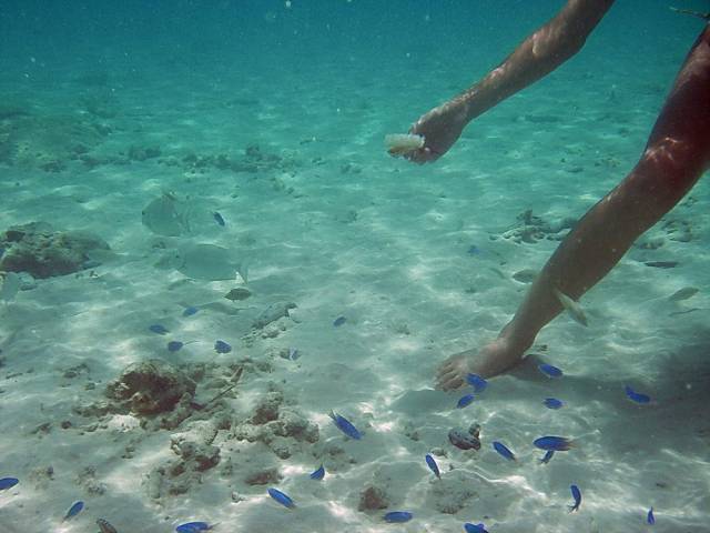 Koh Tao, Underwater World.139, Ко Тао - Подводный мир