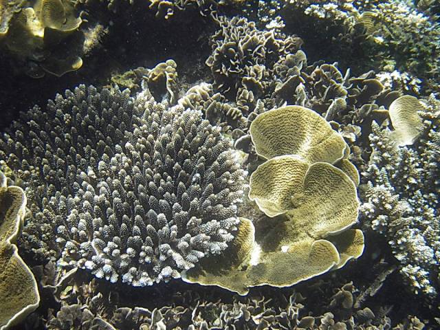 Koh Tao, Underwater World.110, Ко Тао - Подводный мир