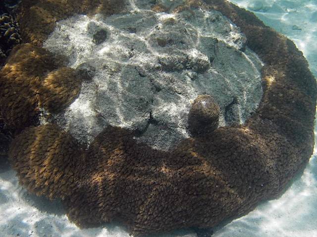 Koh Tao, Underwater World.199, Ко Тао - Подводный мир