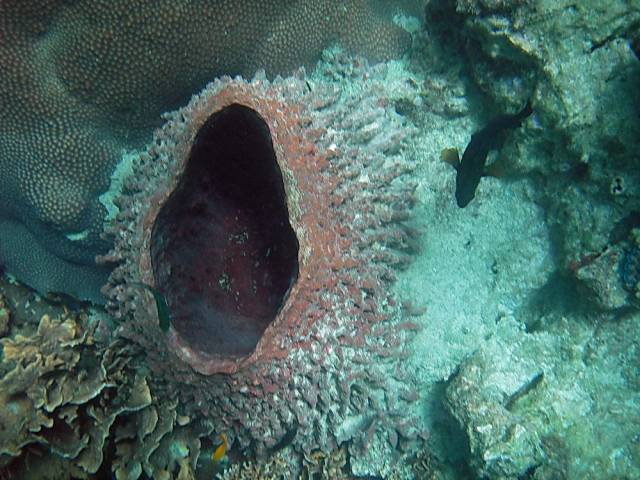 Koh Tao, Underwater World.183, Ко Тао - Подводный мир