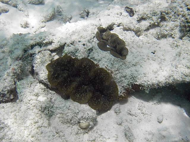 Koh Tao, Underwater World.205, Ко Тао - Подводный мир