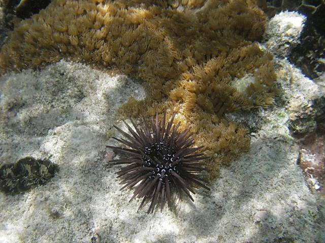 Koh Tao, Underwater World.201, Ко Тао - Подводный мир