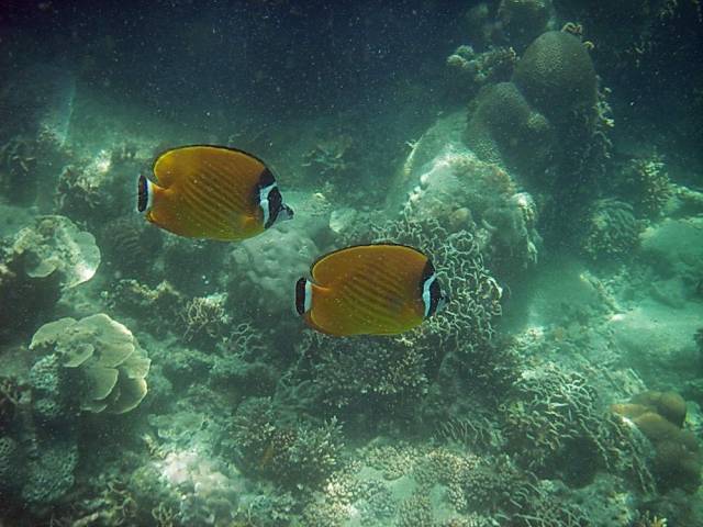 Koh Tao, Underwater World.027, Ко Тао - Подводный мир