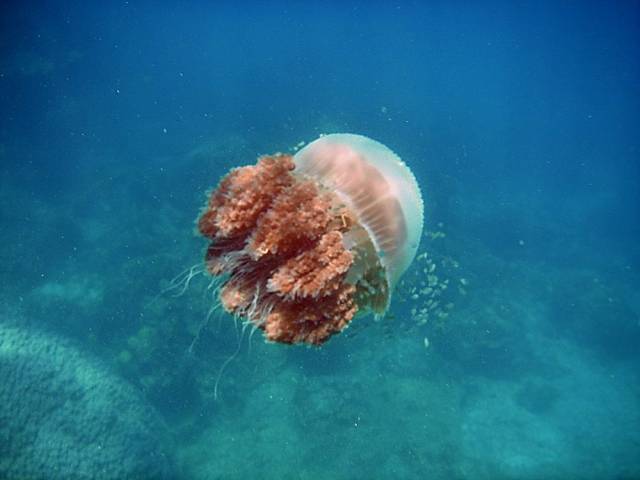 Koh Tao, Underwater World.061, Ко Тао - Подводный мир