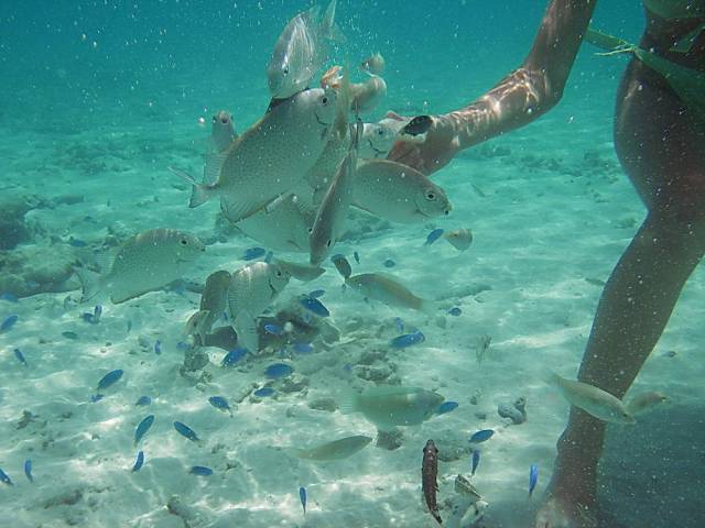 Koh Tao, Underwater World.134, Ко Тао - Подводный мир