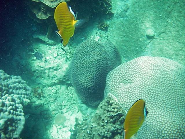 Koh Tao, Underwater World.055, Ко Тао - Подводный мир