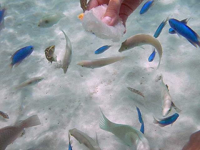 Koh Tao, Underwater World.138, Ко Тао - Подводный мир