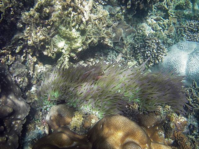 Koh Tao, Underwater World.122, Ко Тао - Подводный мир