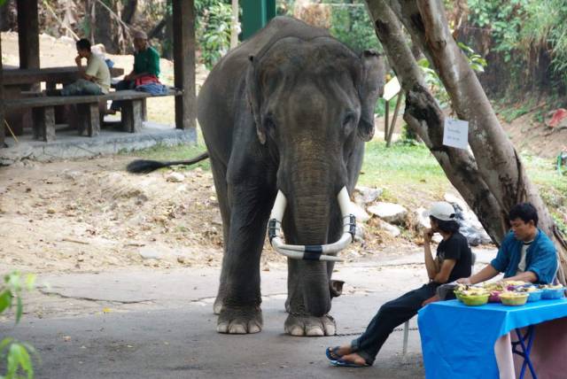 Chiang Mai 217, Чианг Май