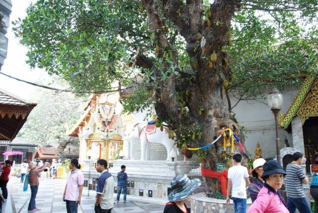 Chiang Mai 102, Чианг Май