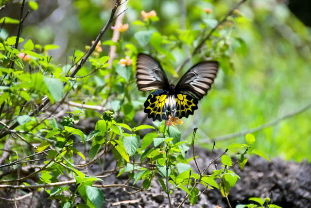     28, Nang Phan Thu Rut Natural Trail