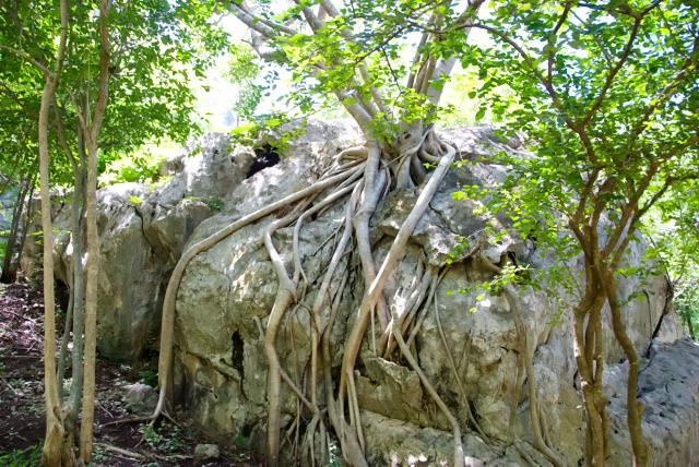     24, Nang Phan Thu Rut Natural Trail