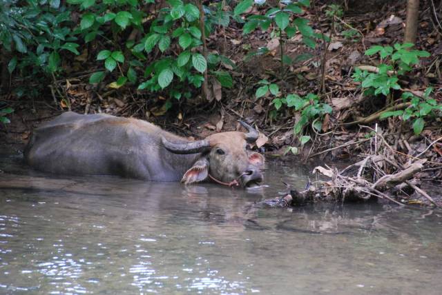 Tham Pla, Mae Hong Son 84, Мае Хонг Сон