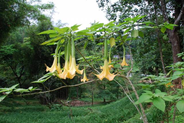 King Ranch in Mae Hong Son 28, Мае Хонг Сон