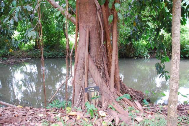 Tham Pla, Mae Hong Son 87, Мае Хонг Сон