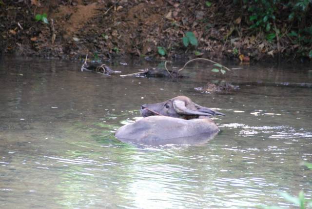 Tham Pla, Mae Hong Son 81, Мае Хонг Сон