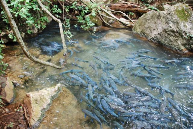 Tham Pla, Mae Hong Son 48, Мае Хонг Сон