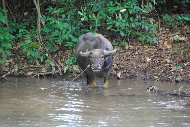 Tham Pla, Mae Hong Son 17, Мае Хонг Сон