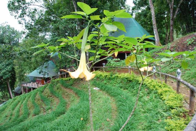 King Ranch in Mae Hong Son 26, Мае Хонг Сон