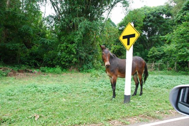 King Ranch in Mae Hong Son 31, Мае Хонг Сон