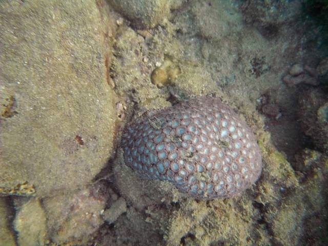 Koh Phayam_Underwater_Ranong 69, Koh Phayam (остров Пайям, Ранонг)