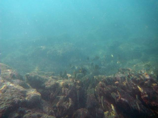 Koh Phayam_Underwater_Ranong 28, Koh Phayam (остров Пайям, Ранонг)