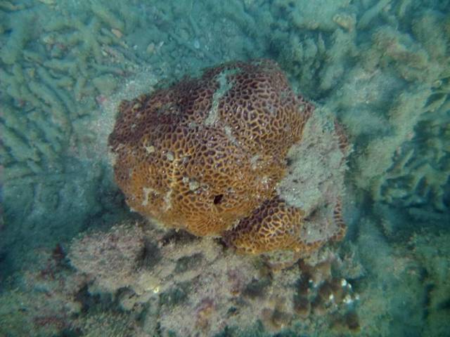 Koh Phayam_Underwater_Ranong 80, Koh Phayam (остров Пайям, Ранонг)