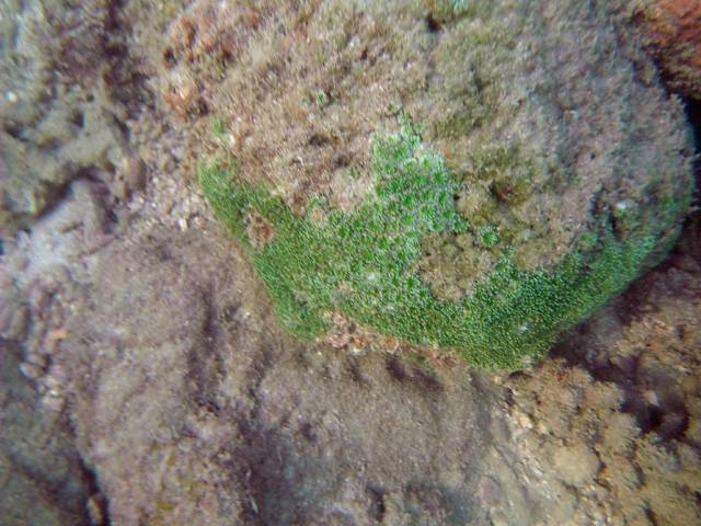 Koh Phayam_Underwater_Ranong 66, Koh Phayam (остров Пайям, Ранонг)