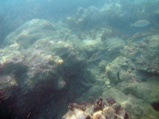 Koh Phayam_Underwater_Ranong 31, Koh Phayam (остров Пайям, Ранонг)