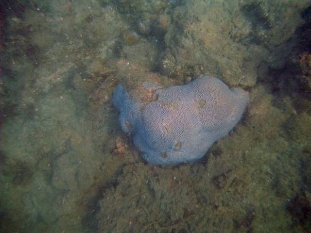 Koh Phayam_Underwater_Ranong 21, Koh Phayam (остров Пайям, Ранонг)