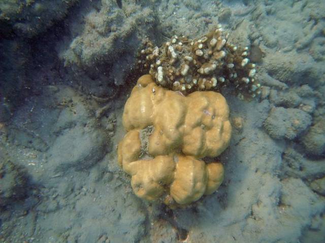 Koh Phayam_Underwater_Ranong 04, Koh Phayam (остров Пайям, Ранонг)