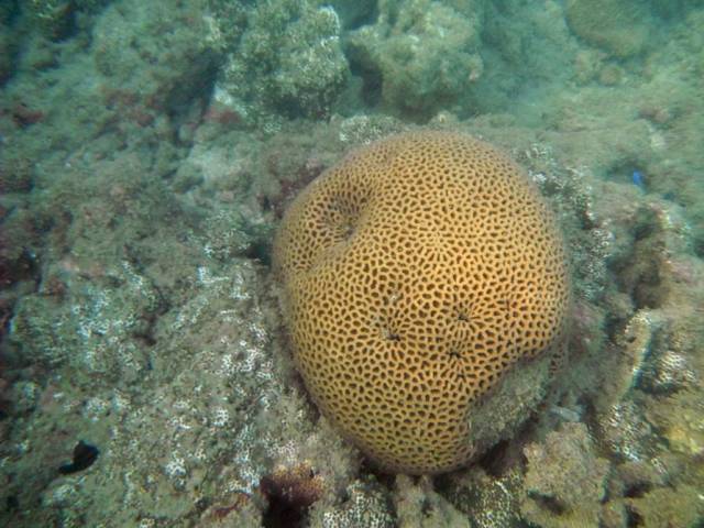 Koh Phayam_Underwater_Ranong 65, Koh Phayam (остров Пайям, Ранонг)