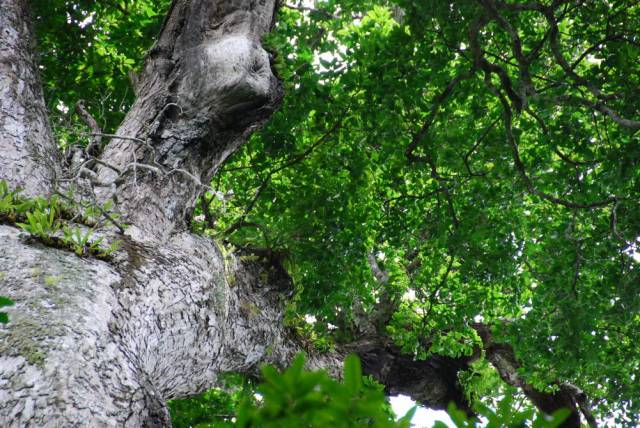 Mae Sot_Big Tree Krabak 23, Мае Сот