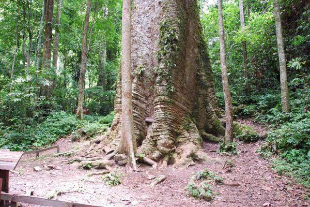 Mae Sot_Big Tree Krabak 13, Мае Сот