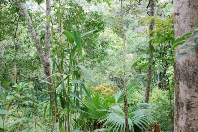 Mae Sot_Big Tree Krabak 03, Мае Сот