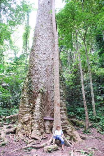 Mae Sot_Big Tree Krabak 14, Мае Сот