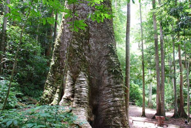 Mae Sot_Big Tree Krabak 19, Мае Сот