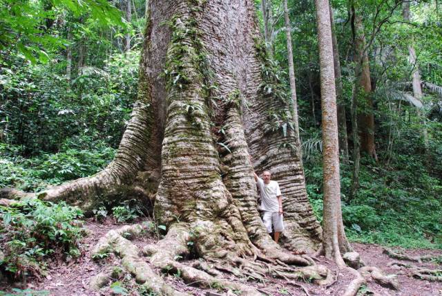 Mae Sot_Big Tree Krabak 16, Мае Сот