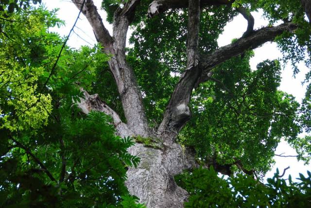 Mae Sot_Big Tree Krabak 24, Мае Сот