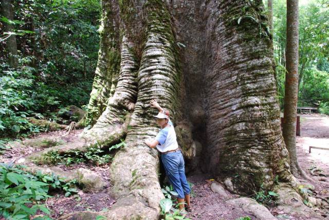 Mae Sot_Big Tree Krabak 17, Мае Сот