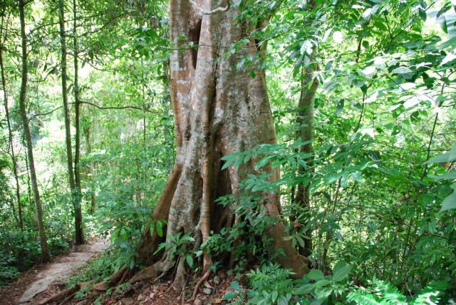 Mae Sot_Big Tree Krabak 09, Мае Сот